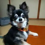 Rachelの画像