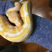 あやね