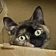 いちにの画像