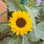 あおい【プロフ確認お願いします】の画像