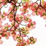 ☆ハナミズキ☆の画像