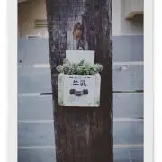 あの画像