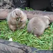 ふうまる