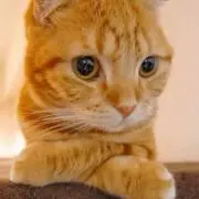 ゆっしー