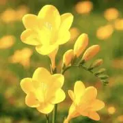 PERFECTDAYS＠24時間以内発送の画像