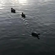 まれの画像