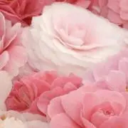 fairy