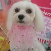 メゴヒメ