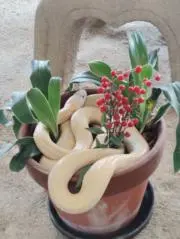 アサリの画像