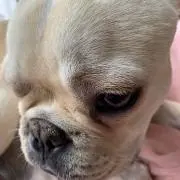 にまめの画像