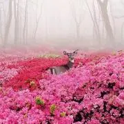 REINAの画像