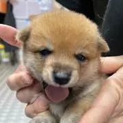 ごろさん