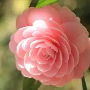 aoiの画像