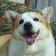もめんこ