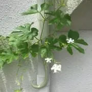 かめちゃんの画像