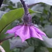 ポリフィード５号の画像