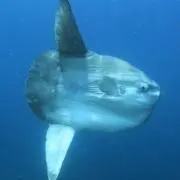 これお君の画像
