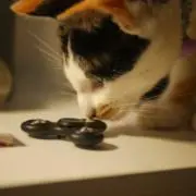 てんちゃんの画像