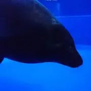 たろーの画像