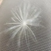 みゅうみゅうの画像
