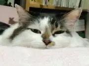 くりんの画像