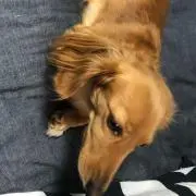 スパァくる