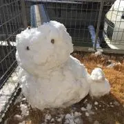 鼻ぺちゃ犬★