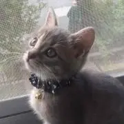 FUUの画像