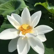 ウコルマツの画像