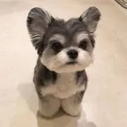 Joelの画像