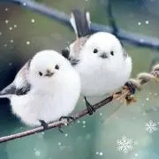 あおちまむ✳︎