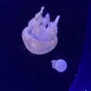あすぱらの画像
