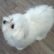 n tの画像