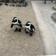 さーちゃん