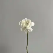 Mkの画像