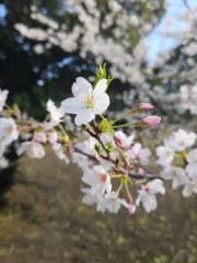 sakuraの画像