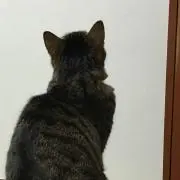 Geneonniの画像