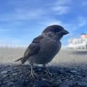 カヲル