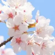 さくらん