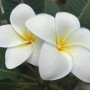 もも☆の画像
