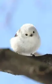 てんちゃん