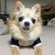 りんちぇいの画像