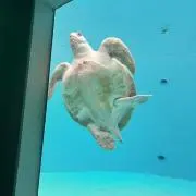 にこの画像