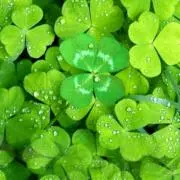 CLOVERの画像