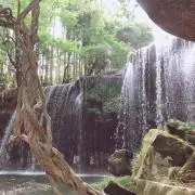 SAの画像