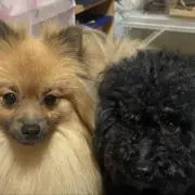 プロフ読ンデ!って書いてあるやん！の画像