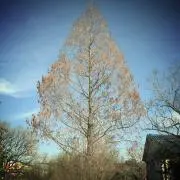 Kakigoriの画像