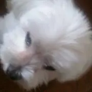 がんず