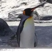 TOMOの画像