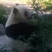 ありさ